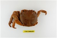 藏品(白紋方蟹)的圖片